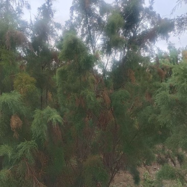 山东滨州沾化区各种规格柽柳大量有货。现挖现发欢迎选购！