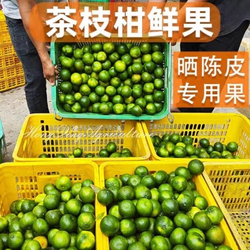 《新会柑》茶枝柑/新会直发/自家基地/给钱就卖欢迎采购