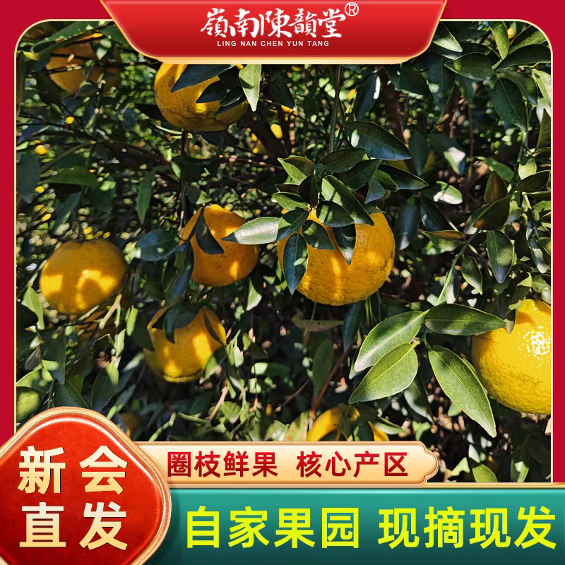 《新会柑》茶枝柑/新会直发/自家基地/给钱就卖欢迎采购