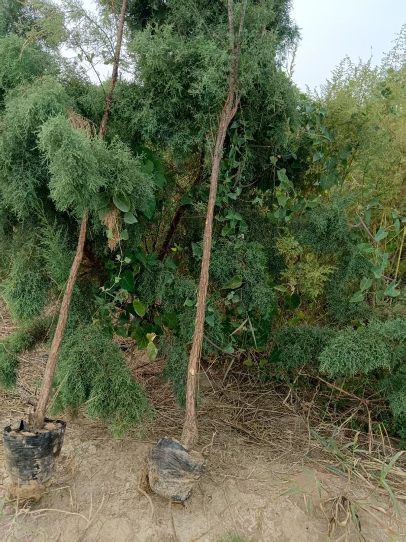 山东滨州沾化区各种规格柽柳大量有货。现挖现发欢迎选购！