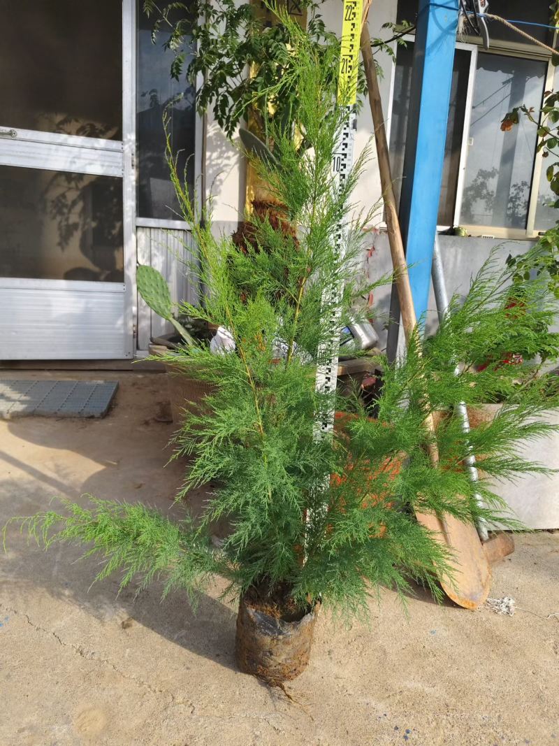 山东滨州沾化区各种规格柽柳大量有货。现挖现发欢迎选购！