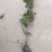 山东滨州沾化区各种规格柽柳大量有货。现挖现发欢迎选购！
