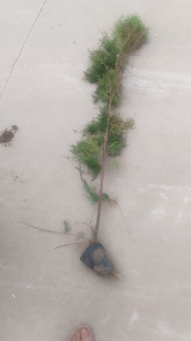 山东滨州沾化区各种规格柽柳大量有货。现挖现发欢迎选购！