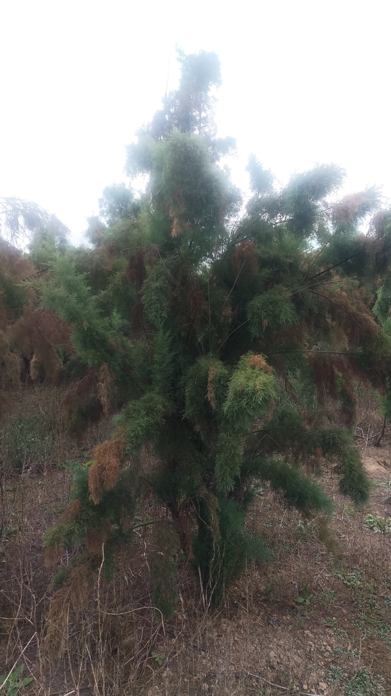 山东滨州沾化区各种规格柽柳大量有货。现挖现发欢迎选购！