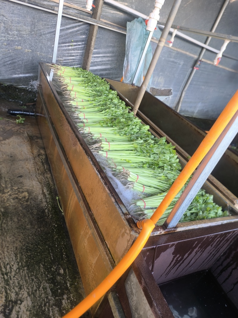 康禾芹菜：从田间鲜到舌尖，一口吃尽自然与健康