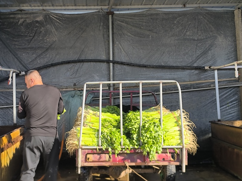 康禾芹菜：从田间鲜到舌尖，一口吃尽自然与健康