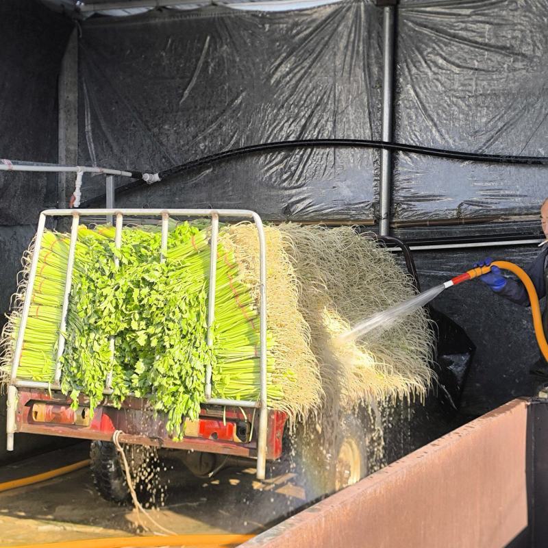 康禾芹菜：从田间鲜到舌尖，一口吃尽自然与健康
