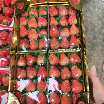 欢迎各位老板询价问价产地草莓质量杠杠滴