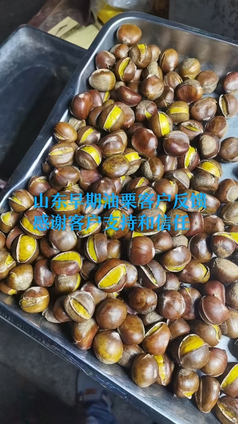 精品油栗老树油栗山东板栗产地直发货源充足量大从优诚信经营