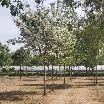 流苏基地5-30公分！流苏，油根子，保证成活，物美价廉