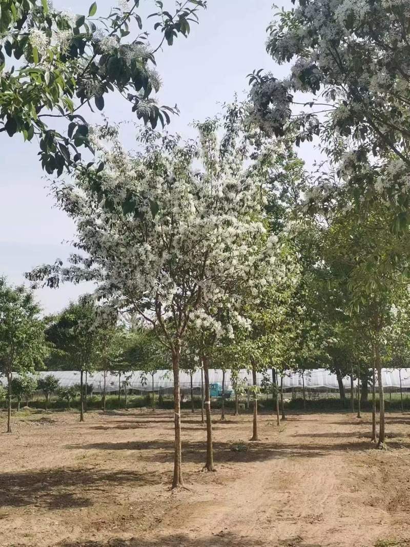 流苏基地5-30公分！流苏，油根子，保证成活，物美价廉
