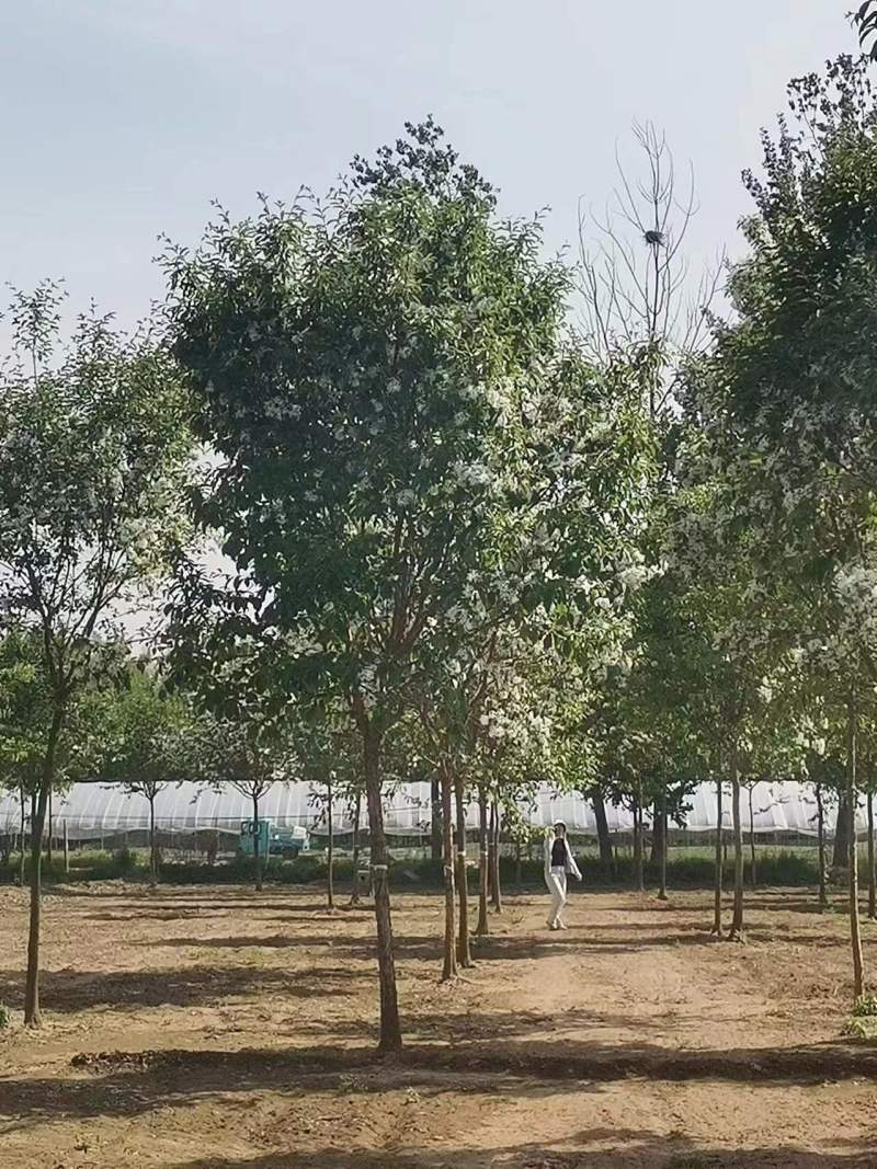 流苏基地5-30公分！流苏，油根子，保证成活，物美价廉