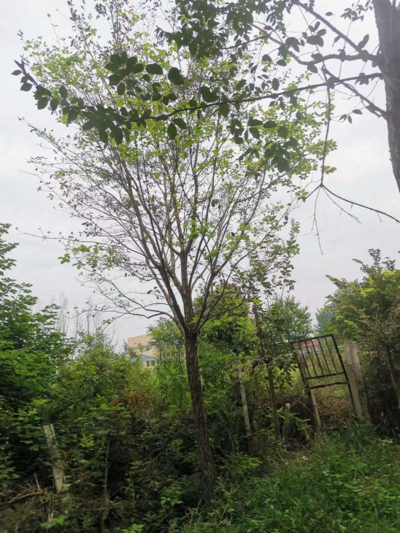 流苏基地5-30公分！流苏，油根子，保证成活，物美价廉