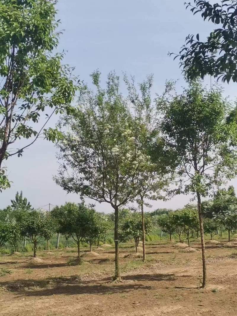 流苏基地5-30公分！流苏，油根子，保证成活，物美价廉