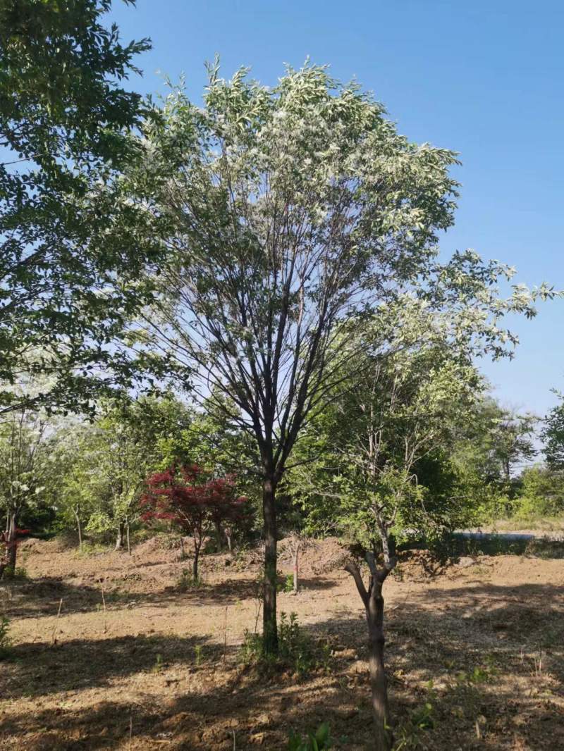 流苏基地5-30公分！流苏，油根子，保证成活，物美价廉