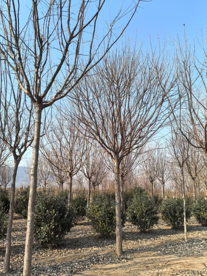 流苏基地5-30公分！流苏，油根子，保证成活，物美价廉