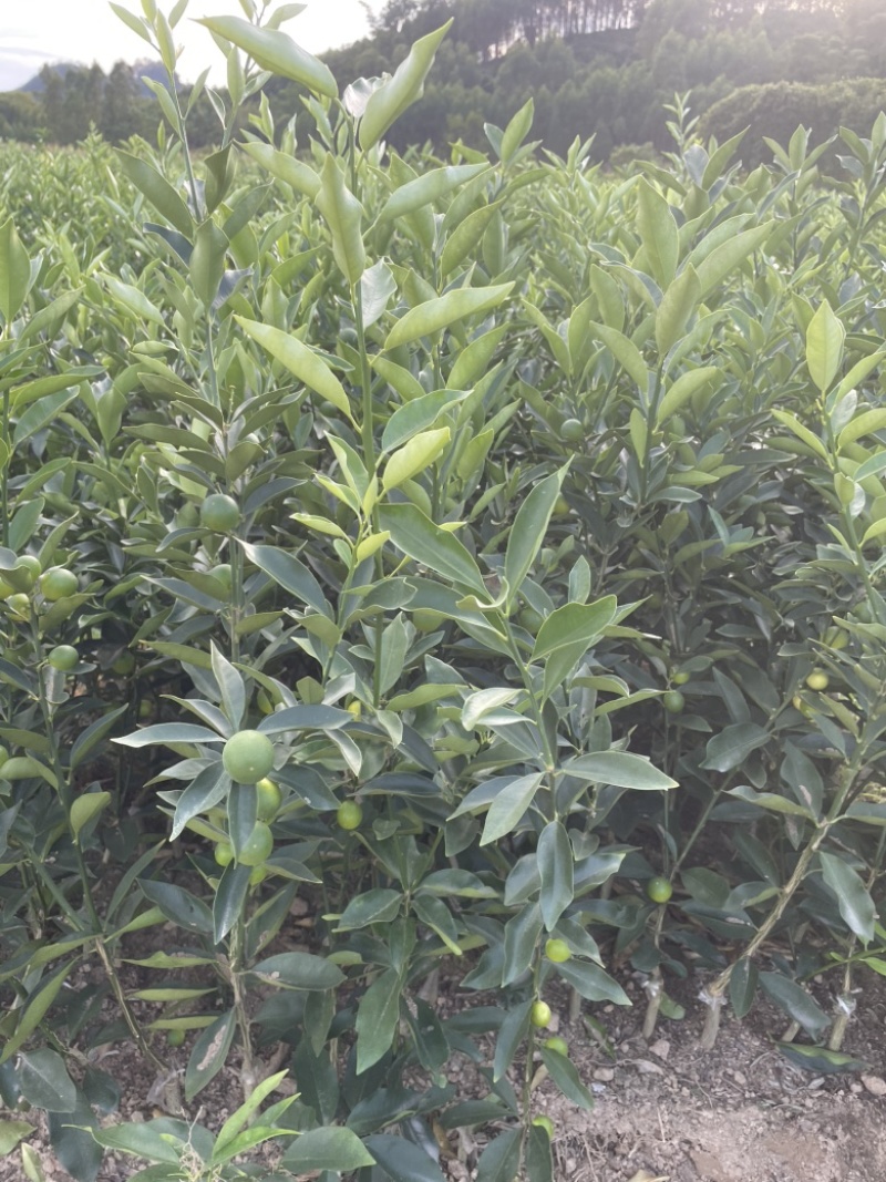 大叶滑皮果苗