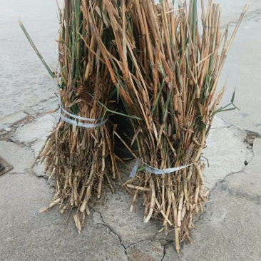 芦苇抗盐碱绿化苗木/产区直发/大量现货/欢迎选购