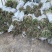 芦苇抗盐碱绿化苗木/产区直发/大量现货/欢迎选购