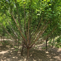 红梅常年出售红梅，红梅基地，物美价廉，苗圃直销，欢迎采购