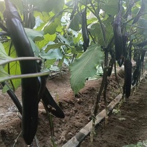大龙茄子，规格通货
