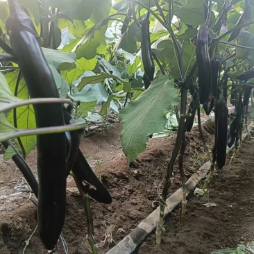 大龙茄子，规格通货