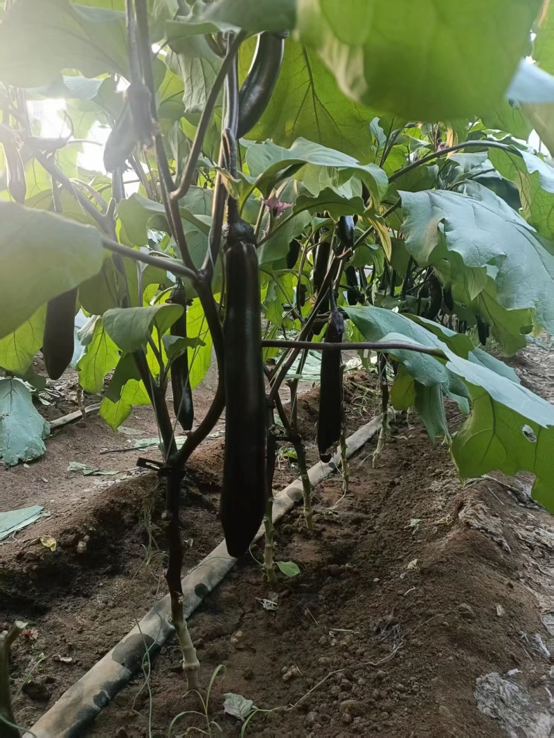 大龙茄子，规格通货