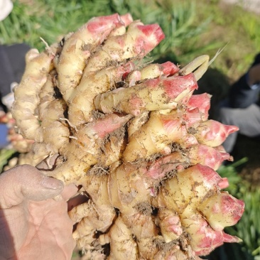 大别山精品小黄姜，