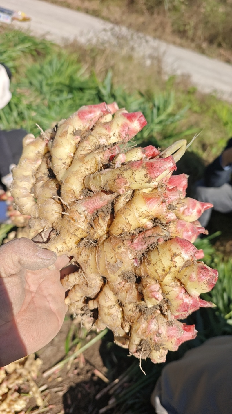 大别山精品小黄姜，