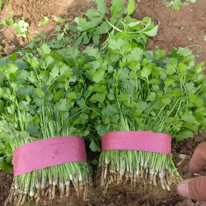精品河南香菜大小叶香菜规格齐全，大量现货供应欢迎咨询