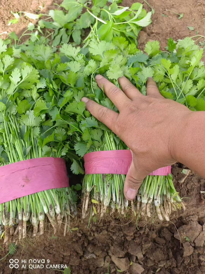 精品河南香菜大小叶香菜规格齐全，大量现货供应欢迎咨询