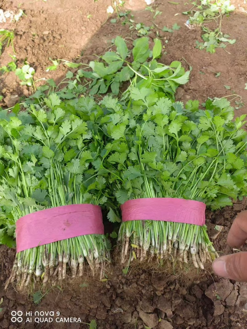 精品河南香菜大小叶香菜规格齐全，大量现货供应欢迎咨询