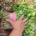 精品河南香菜大小叶香菜规格齐全，大量现货供应欢迎咨询