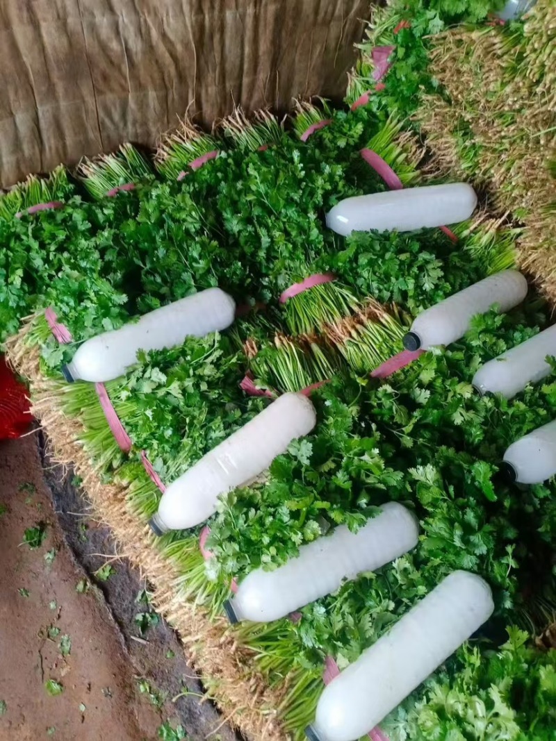 精品河南香菜大小叶香菜规格齐全，大量现货供应欢迎咨询