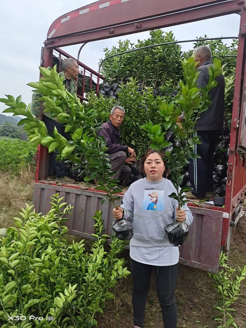 枳壳苗高产嫁接药材，产地直供，8万株，包技术指导，包回收
