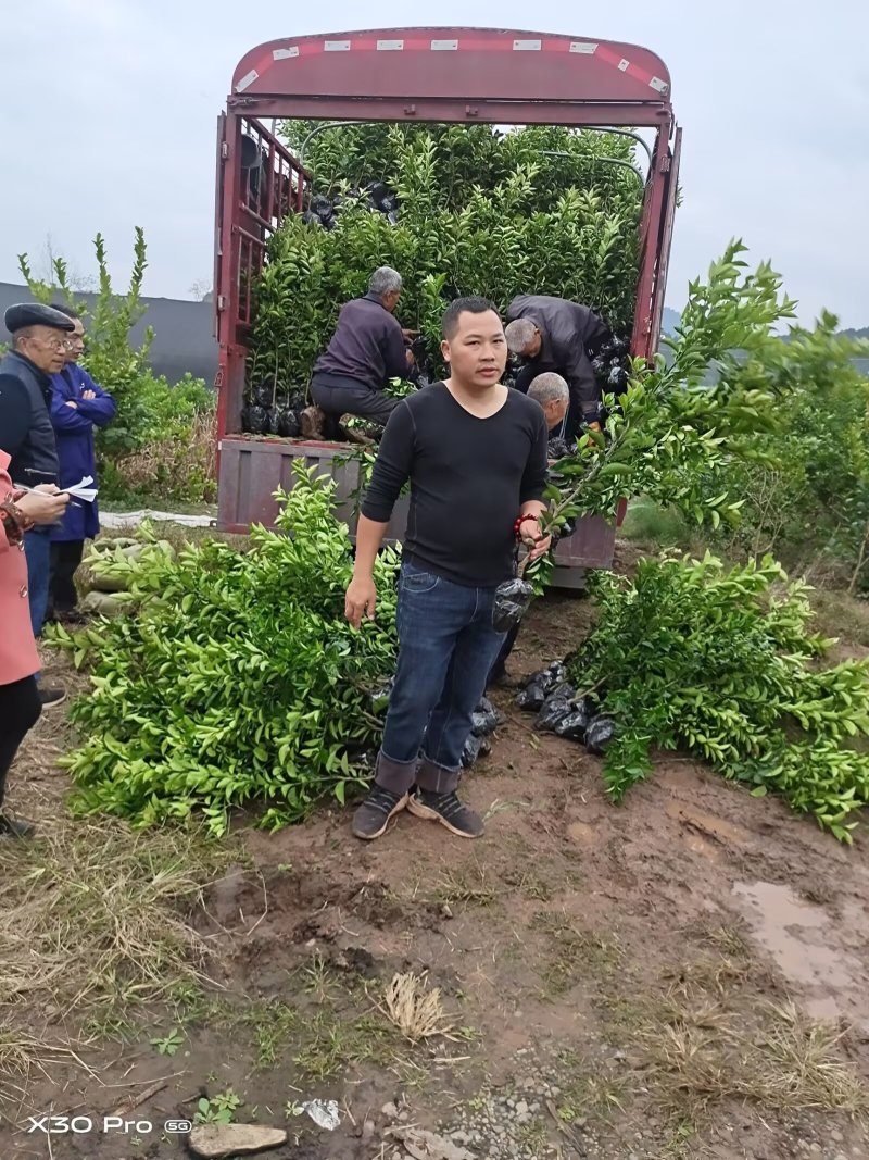 枳壳苗高产嫁接药材，产地直供，8万株，包技术指导，包回收