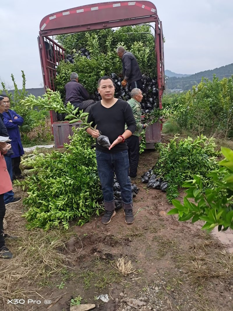 枳壳苗高产嫁接药材，产地直供，8万株，包技术指导，包回收