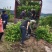 枳壳苗高产嫁接药材，产地直供，8万株，包技术指导，包回收