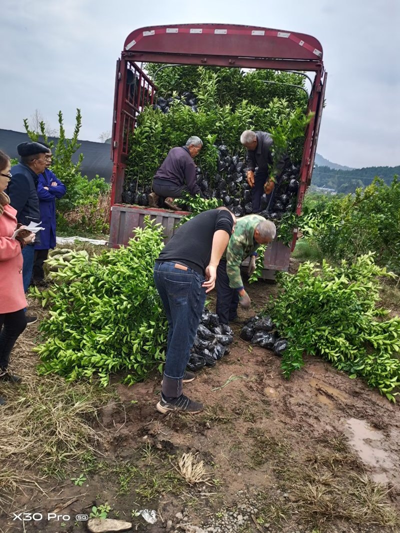 枳壳苗高产嫁接药材，产地直供，8万株，包技术指导，包回收