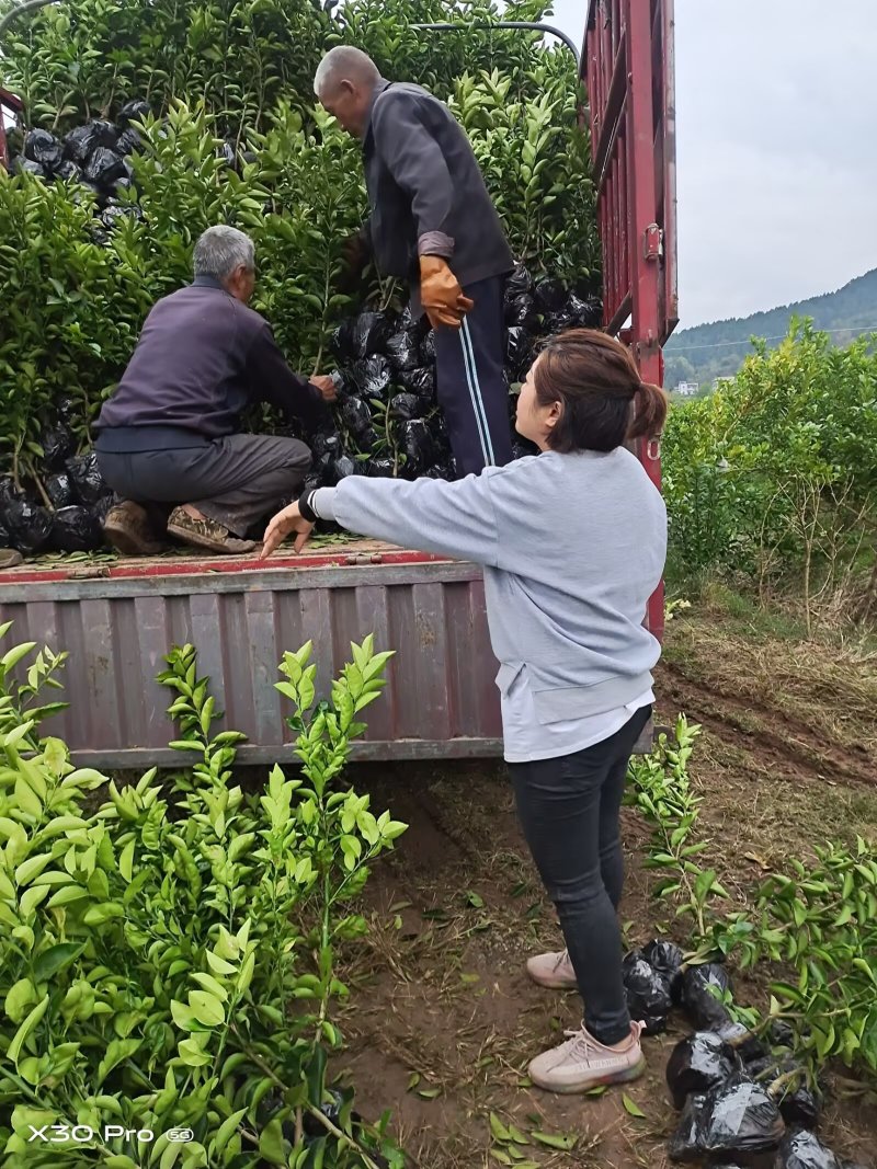 枳壳苗高产嫁接药材，产地直供，8万株，包技术指导，包回收