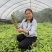 三叶青苗四川中药材种植基地一手货源现挖现发包技术