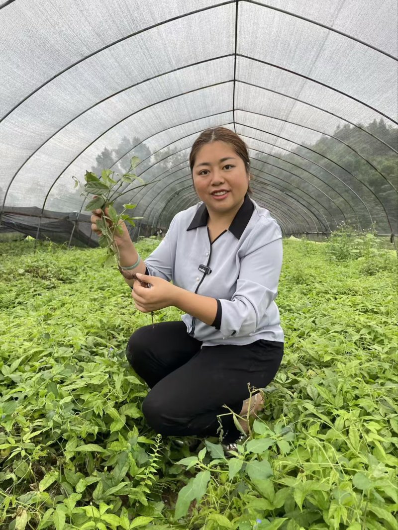 三叶青苗四川中药材种植基地一手货源现挖现发包技术