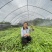 三叶青苗四川中药材种植基地一手货源现挖现发包技术