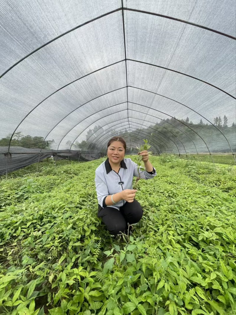 三叶青苗四川中药材种植基地一手货源现挖现发包技术