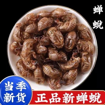 中药材野生蝉蜕壳蝉衣虫蜕90%完整度优质药食同源食品精品