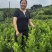川佛手种植基地中药材种植基地一手货源包技术包回收