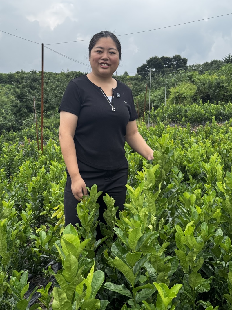 川佛手种植基地中药材种植基地一手货源包技术包回收