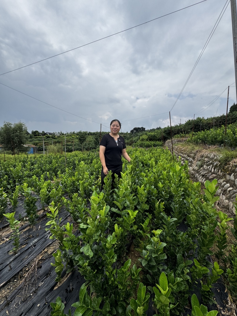 川佛手种植基地中药材种植基地一手货源包技术包回收