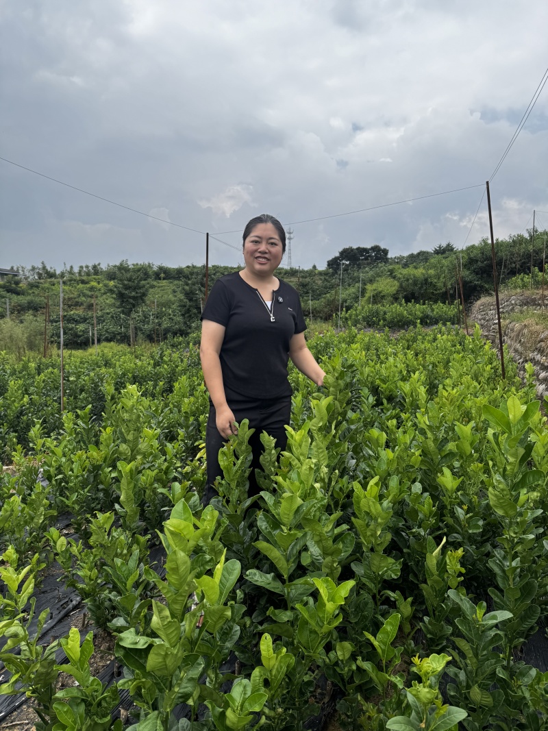 川佛手种植基地中药材种植基地一手货源包技术包回收