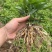 百部苗四川中药材种植基地